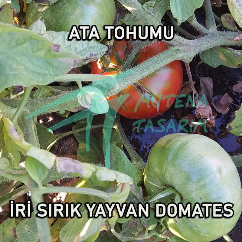 Ata Tohumu Iri Sırık Yayvan Domates