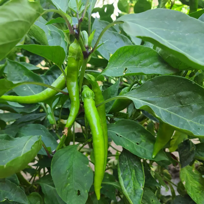 Ata tohumu Tatlı Köy Biberi