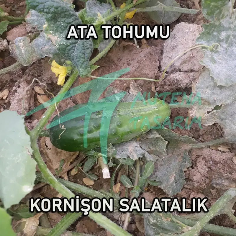 Ata Tohumu Kornişon Salatalık
